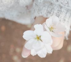 [아시아나] 아름다운 벚꽃 – 핫 프로모션