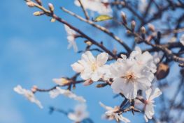 하노이 –> 인천 항공편 / 아시아나 항공