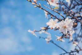 대한항공 - 벚꼿축제 프로모션 👉 10% 할인