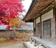 ASIANA AIRLINES : HANOI - INCHEON - HANOI TỪ 355 USD