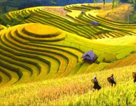 Mùa lúa chín SaPa vào tháng mấy?