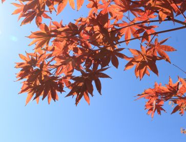 VIETNAM AIRLINES KHUYẾN MẠI CHÀO THU