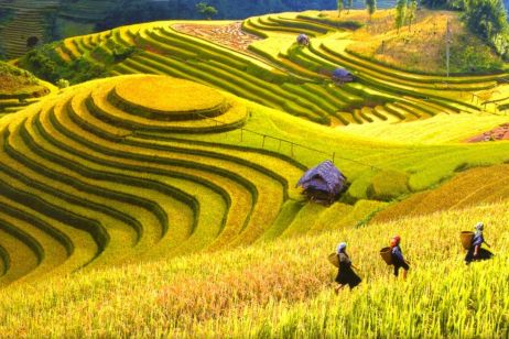 Mùa lúa chín SaPa vào tháng mấy?