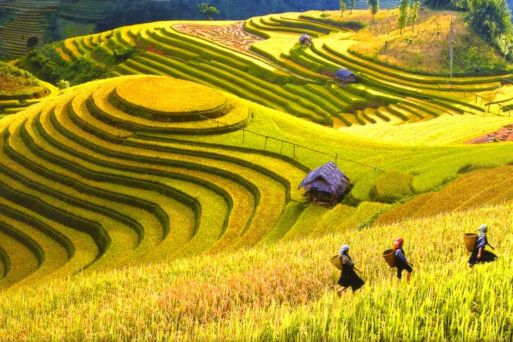Mùa lúa chín SaPa vào tháng mấy?